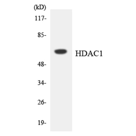Western Blot - Anti-HDAC1 Antibody (R12-2869) - Antibodies.com