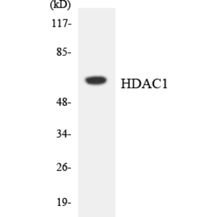 Western Blot - Anti-HDAC1 Antibody (R12-2869) - Antibodies.com