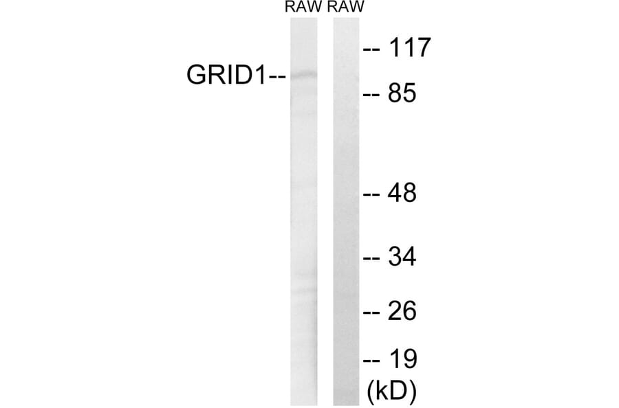 Western Blot - Anti-GRID1 Antibody (C12394) - Antibodies.com