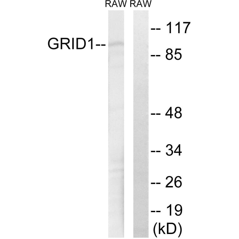 Western Blot - Anti-GRID1 Antibody (C12394) - Antibodies.com