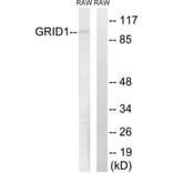 Western Blot - Anti-GRID1 Antibody (C12394) - Antibodies.com