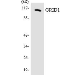 Western Blot - Anti-GRID1 Antibody (R12-2855) - Antibodies.com