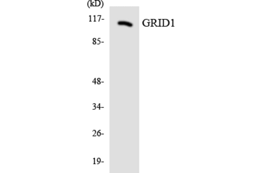 Western Blot - Anti-GRID1 Antibody (R12-2855) - Antibodies.com