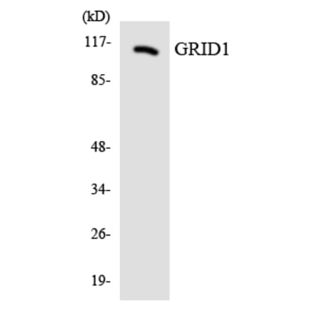 Western Blot - Anti-GRID1 Antibody (R12-2855) - Antibodies.com