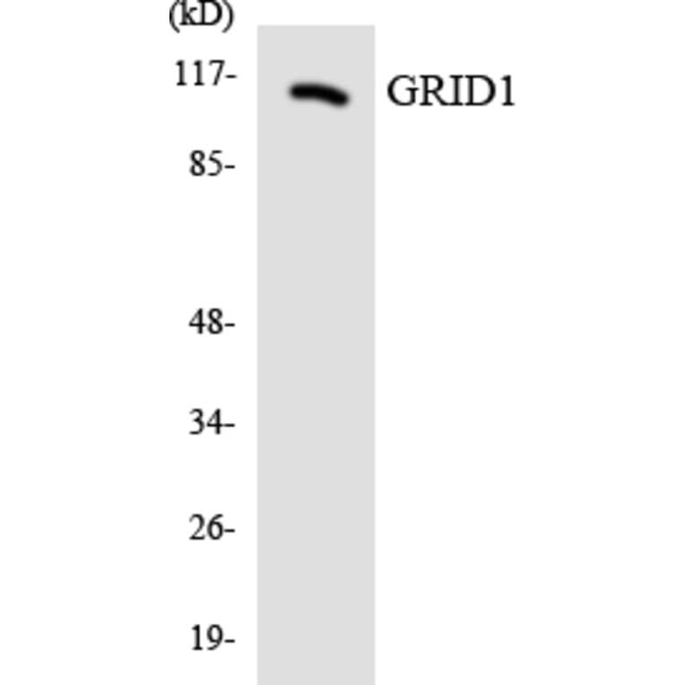 Western Blot - Anti-GRID1 Antibody (R12-2855) - Antibodies.com