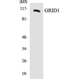 Western Blot - Anti-GRID1 Antibody (R12-2855) - Antibodies.com