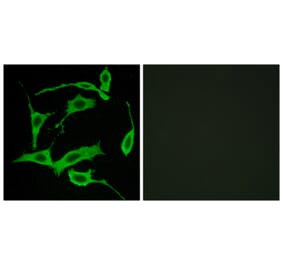 Immunofluorescence - Anti-GPR85 Antibody (G357) - Antibodies.com
