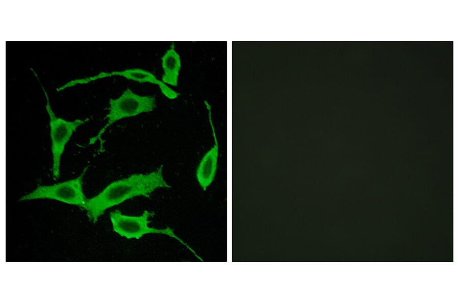 Immunofluorescence - Anti-GPR85 Antibody (G357) - Antibodies.com