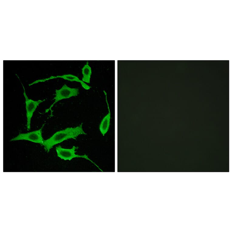 Immunofluorescence - Anti-GPR85 Antibody (G357) - Antibodies.com
