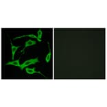 Immunofluorescence - Anti-GPR85 Antibody (G357) - Antibodies.com
