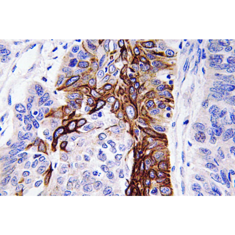 Immunohistochemistry - Anti-Glut4 Antibody (R12-2166) - Antibodies.com