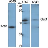 Western Blot - Anti-Glut4 Antibody (R12-2166) - Antibodies.com