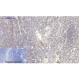 Immunohistochemistry - Anti-GLUT1 Antibody (C0213) - Antibodies.com