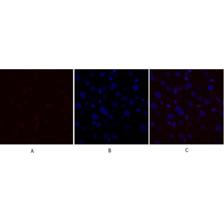 Immunofluorescence - Anti-GLUT1 Antibody (C0213) - Antibodies.com