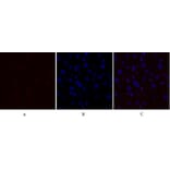 Immunofluorescence - Anti-GLUT1 Antibody (C0213) - Antibodies.com