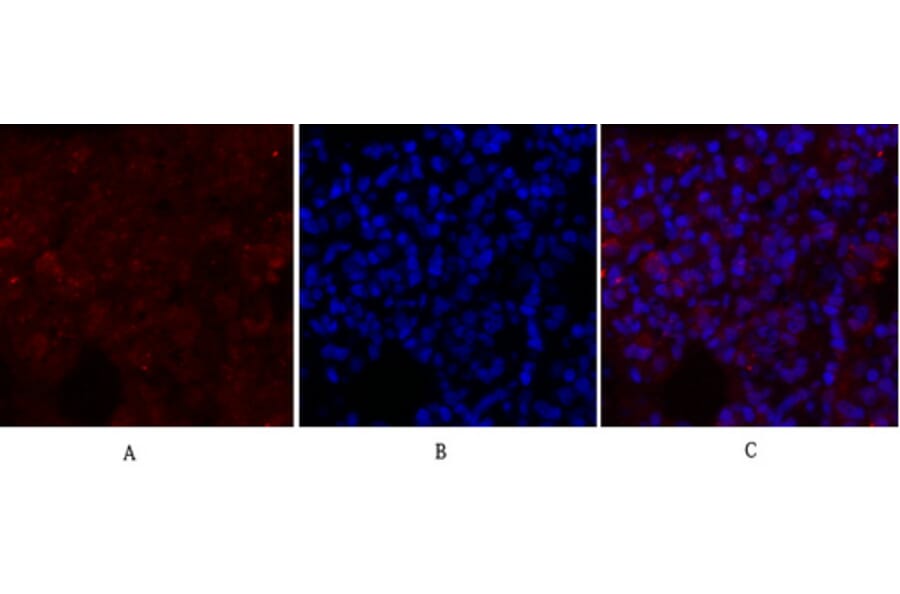 Immunofluorescence - Anti-GLUT1 Antibody (C0213) - Antibodies.com