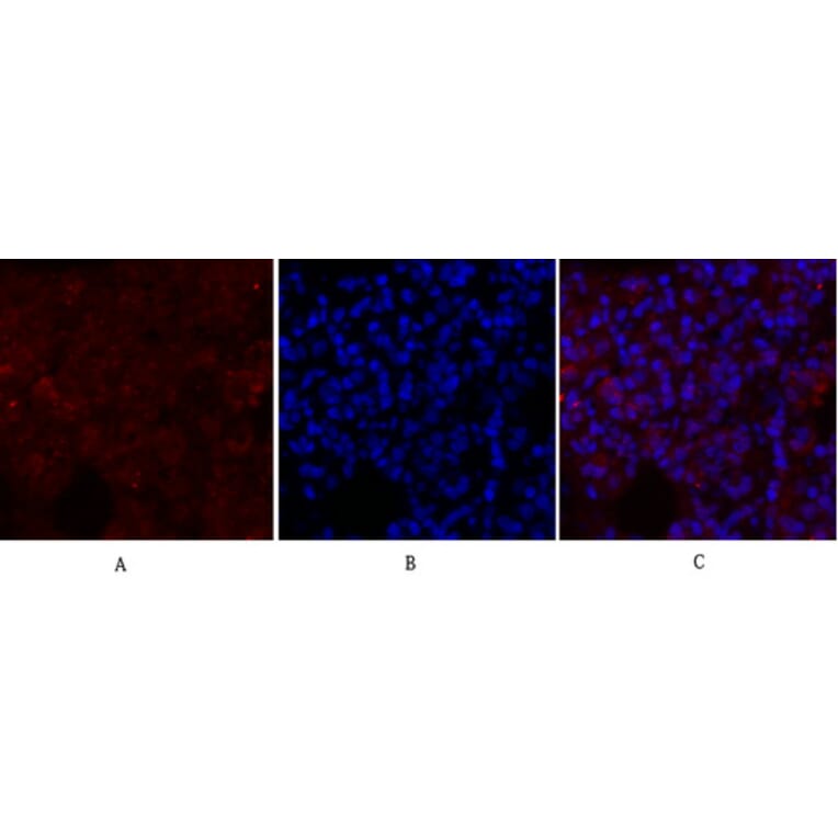 Immunofluorescence - Anti-GLUT1 Antibody (C0213) - Antibodies.com