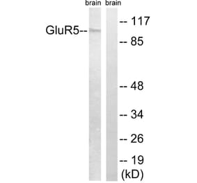 Western Blot - Anti-GluR5 Antibody (C0209) - Antibodies.com