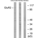 Western Blot - Anti-GluR2 Antibody (B7096) - Antibodies.com