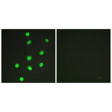 Immunofluorescence - Anti-GLI-3 Antibody (C10328) - Antibodies.com