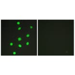 Immunofluorescence - Anti-GLI-3 Antibody (C10328) - Antibodies.com