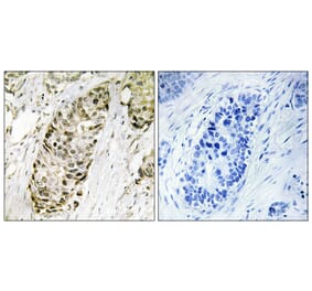 Immunohistochemistry - Anti-GA45G Antibody (C13057) - Antibodies.com