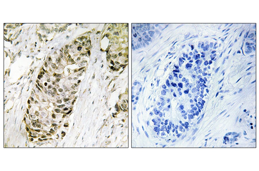 Immunohistochemistry - Anti-GA45G Antibody (C13057) - Antibodies.com