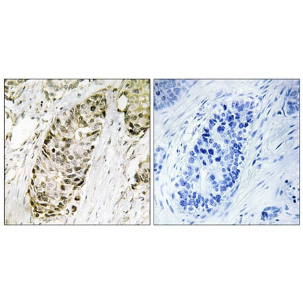 Immunohistochemistry - Anti-GA45G Antibody (C13057) - Antibodies.com