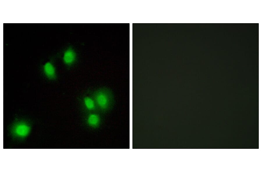Immunofluorescence - Anti-GA45G Antibody (C13057) - Antibodies.com