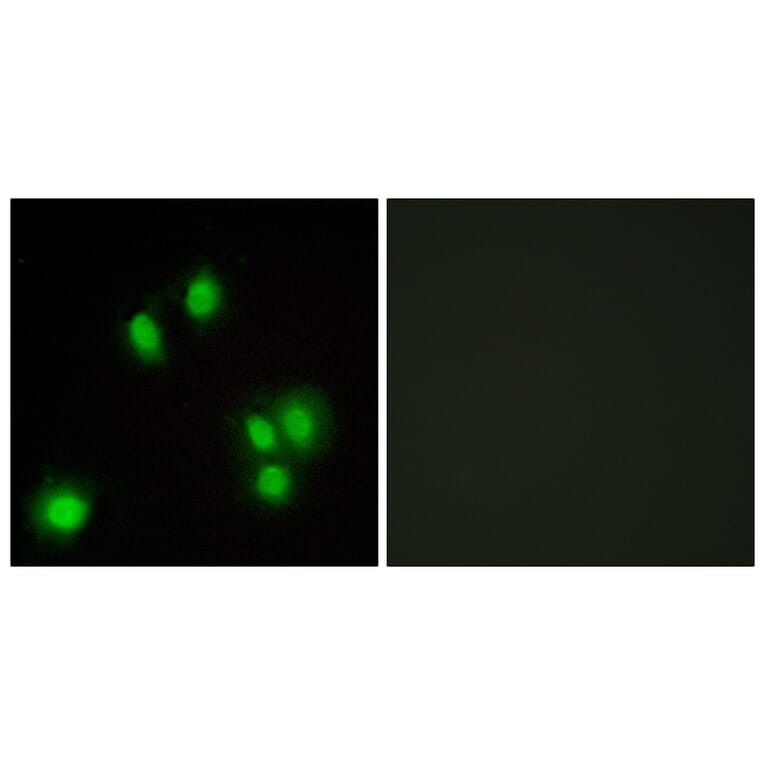Immunofluorescence - Anti-GA45G Antibody (C13057) - Antibodies.com