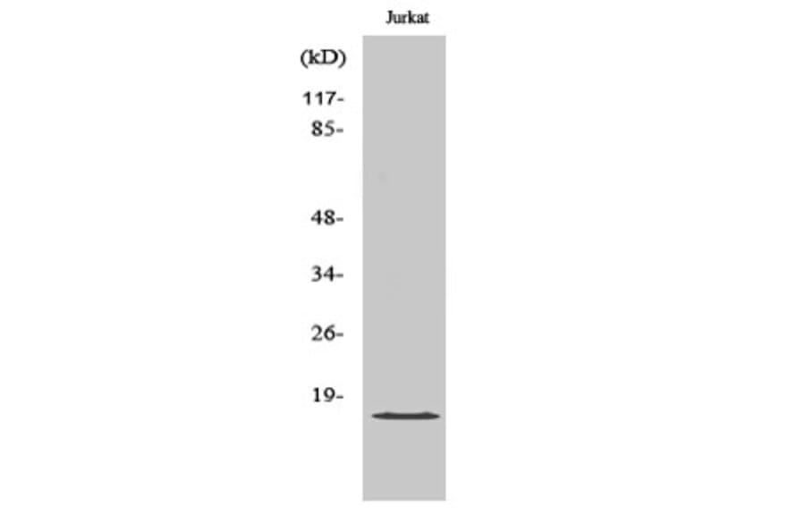 Western Blot - Anti-GA45G Antibody (C13057) - Antibodies.com