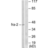 Western Blot - Anti-Fra-2 Antibody (C0197) - Antibodies.com