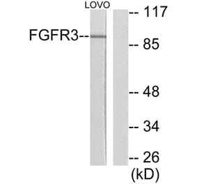 Western Blot - Anti-FGFR3 Antibody (C0192) - Antibodies.com