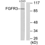 Western Blot - Anti-FGFR3 Antibody (C0192) - Antibodies.com