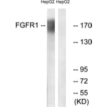 Western Blot - Anti-FGFR1 Antibody (B0480) - Antibodies.com