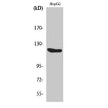Western Blot - Anti-FGFR1 Antibody (B0480) - Antibodies.com