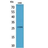 Western Blot - Anti-FGF16 Antibody (C30083) - Antibodies.com