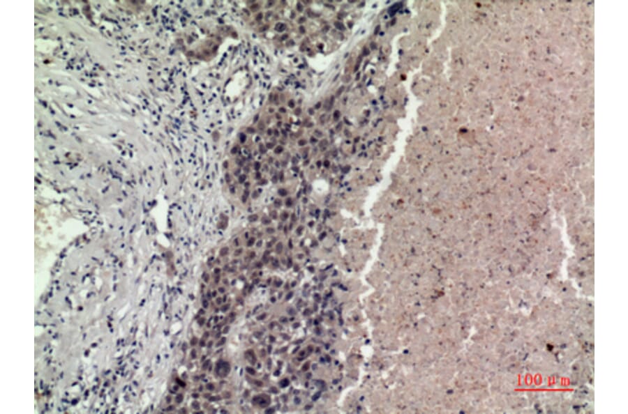 Immunohistochemistry - Anti-FGF16 Antibody (C30083) - Antibodies.com