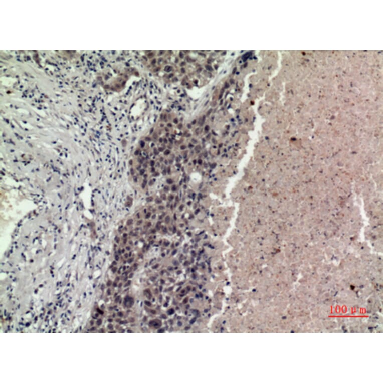 Immunohistochemistry - Anti-FGF16 Antibody (C30083) - Antibodies.com