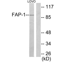 Western Blot - Anti-FAP-1 Antibody (C0188) - Antibodies.com