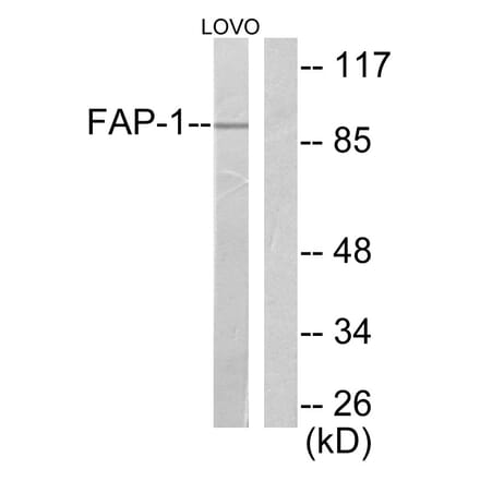Western Blot - Anti-FAP-1 Antibody (C0188) - Antibodies.com