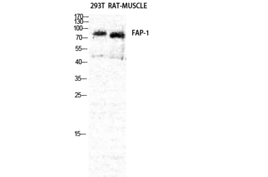 Western Blot - Anti-FAP-1 Antibody (C0188) - Antibodies.com