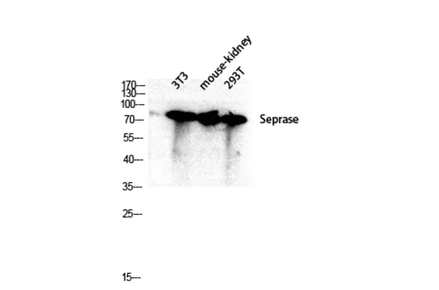 Western Blot - Anti-FAP-1 Antibody (C0188) - Antibodies.com
