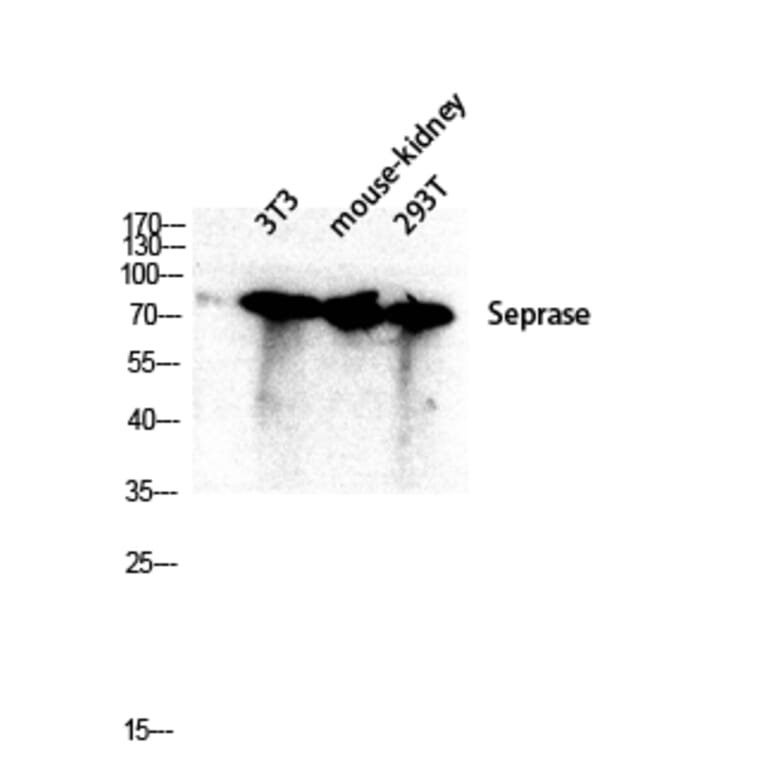 Western Blot - Anti-FAP-1 Antibody (C0188) - Antibodies.com