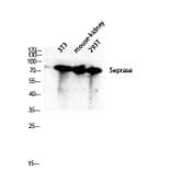Western Blot - Anti-FAP-1 Antibody (C0188) - Antibodies.com
