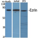 Western Blot - Anti-Ezrin Antibody (C0186) - Antibodies.com