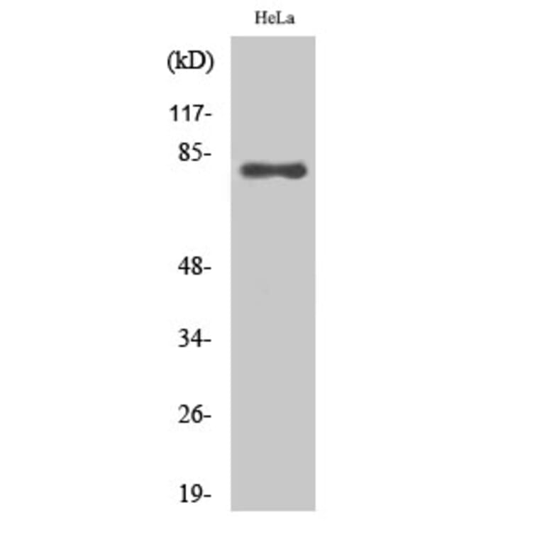 Western Blot - Anti-Ezrin Antibody (C0186) - Antibodies.com