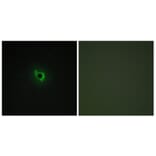 Immunofluorescence - Anti-EPHA6 Antibody (C11829) - Antibodies.com