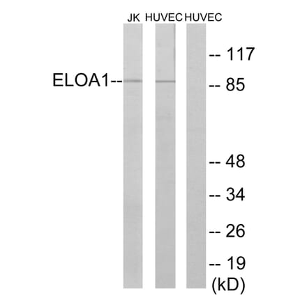 Western Blot - Anti-ELOA1 Antibody (C13047) - Antibodies.com