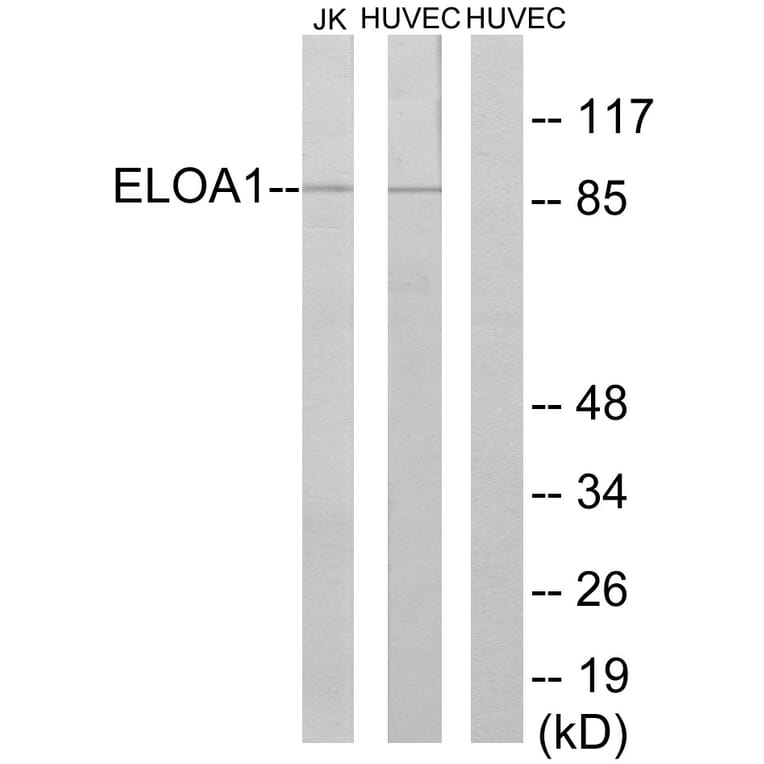 Western Blot - Anti-ELOA1 Antibody (C13047) - Antibodies.com